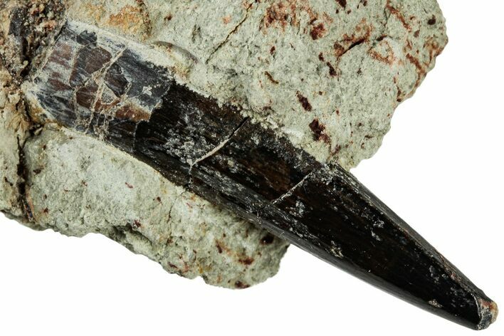 Baby Spinosaurus Tooth In Situ - Dekkar Formation, Morocco #299078